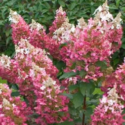 Hydrangea Paniculata Pinky Winky -Future Forests Hydrangea pan. Pinky Winky 01