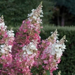 Hydrangea Paniculata Pinky Winky -Future Forests Hydrangea pan. Pinky Winky 05