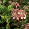 Hydrangea Serrata Mount Aso