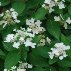 Hydrangea Paniculata Dharuma 6 Hydrangea Paniculata Dharuma -Future Forests Hydrangea paniculata Dharuma02