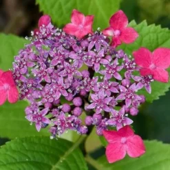 Future Forests -Future Forests Hydrangea teller red