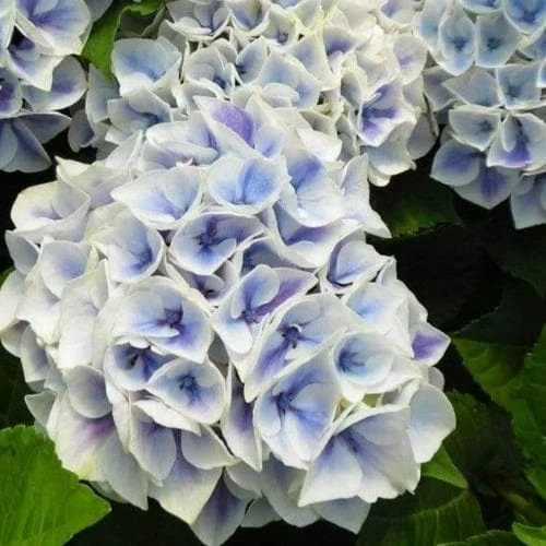 Hydrangea Macrophylla Candy Heart Blue 3 Hydrangea Macrophylla Candy Heart Blue - Image 3