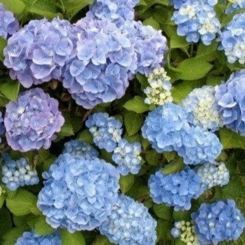 Hydrangea Macrophylla Candy Heart Blue 2 Hydrangea Macrophylla Candy Heart Blue - Image 2