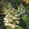 Hydrangea Paniculata Kyushu