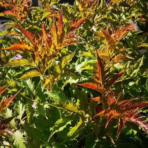 Sambucus Nigra Serenade 2 Sambucus Nigra Serenade - Image 2