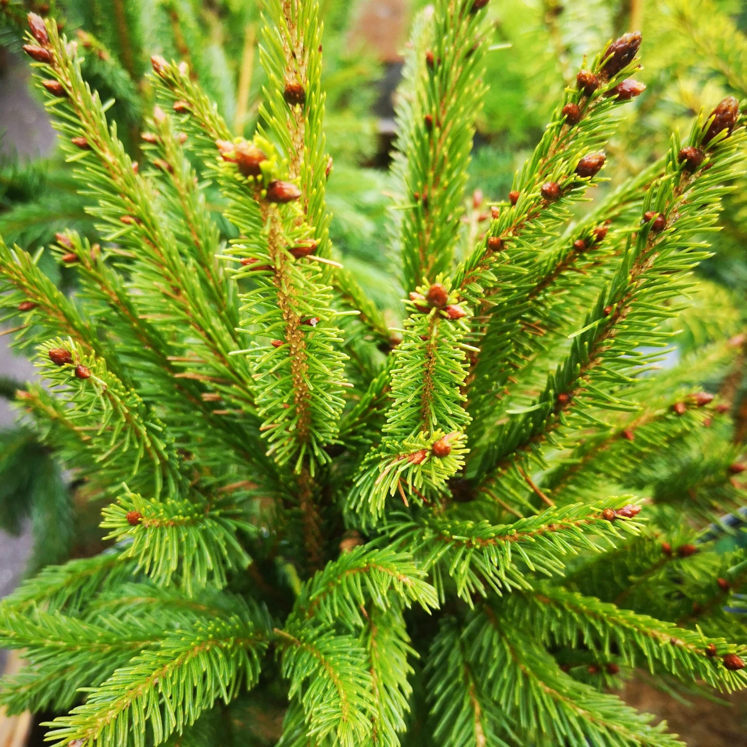 Picea Abies Cupressina 1 Picea Abies Cupressina