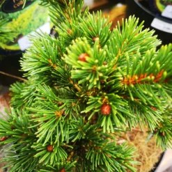 Picea Pungens Lucky Strike -Future Forests IMG 20220216 114842 BURST001 COVER scaled