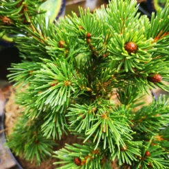Picea Pungens Lucky Strike
