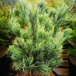 Pinus Parviflora Bergman -Future Forests IMG 20220216 115039 scaled