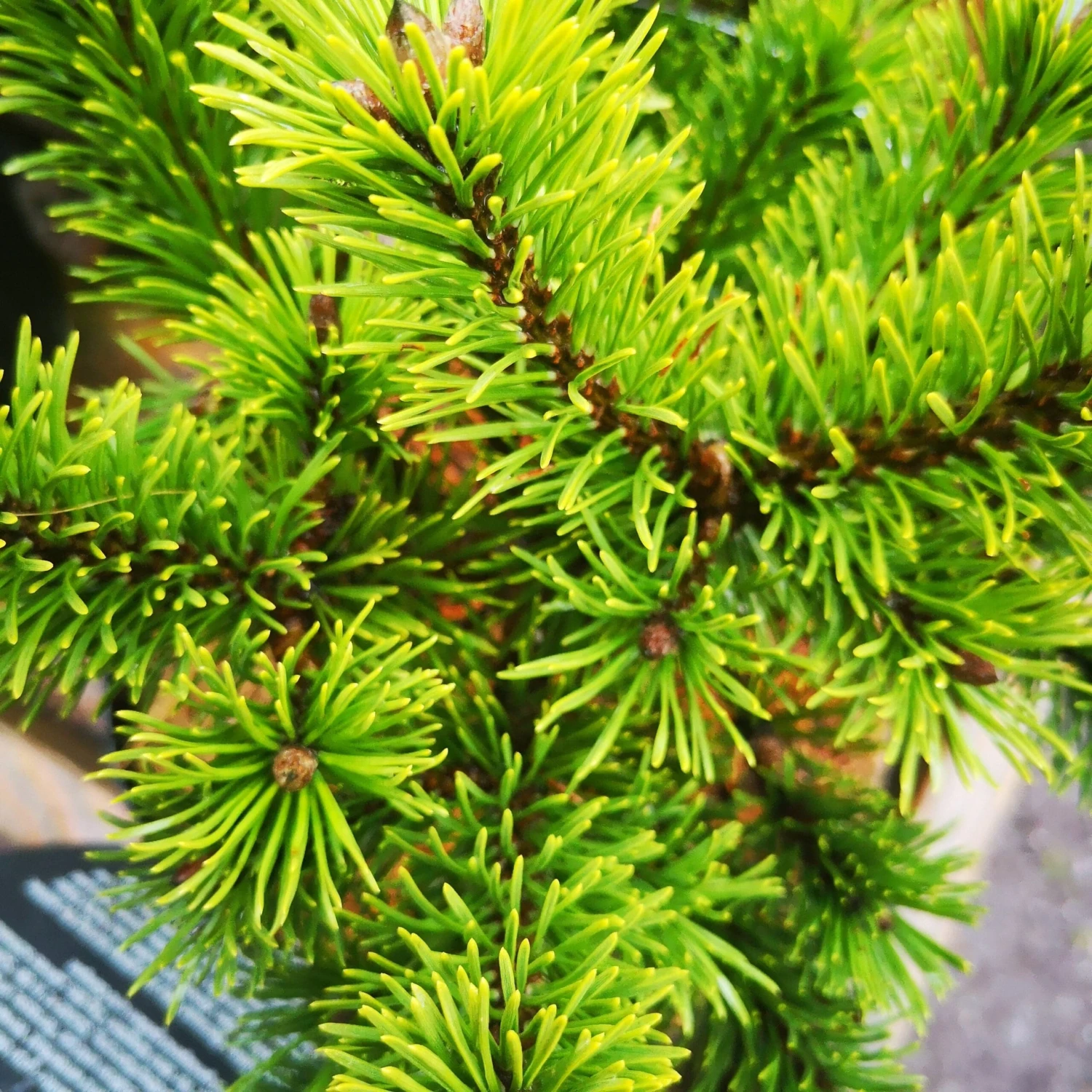 Pinus Mugo Mumpitz 1 Pinus Mugo Mumpitz