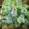 Picea Sitchensis Tenas