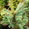 Picea Likiangensis Var. Rubescens
