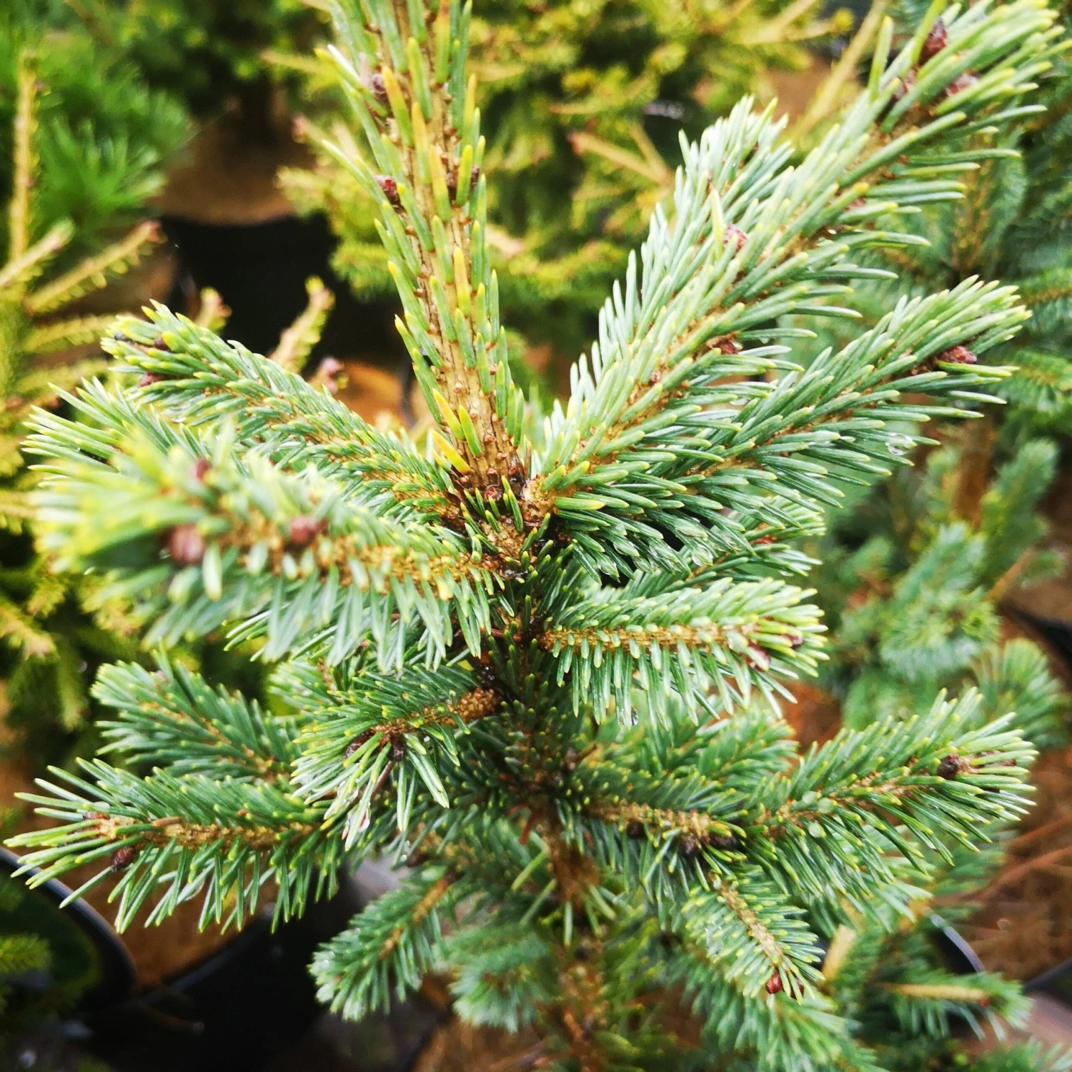 Picea Likiangensis Var. Rubescens 1 Picea Likiangensis Var. Rubescens