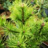 Pinus Mugo Arpad