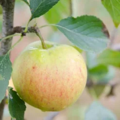 Apple James Grieve -Future Forests James Grieve02