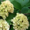Viburnum Plicatum Mary Milton