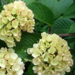 Viburnum Plicatum Mary Milton