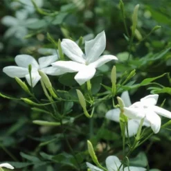 Jasminum Officinale