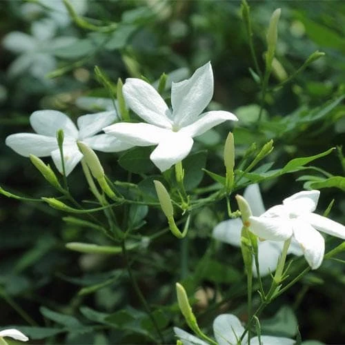 Jasminum Officinale 1 Jasminum Officinale