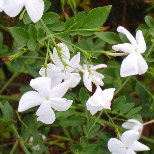Jasminum Officinale 2 Jasminum Officinale - Image 2