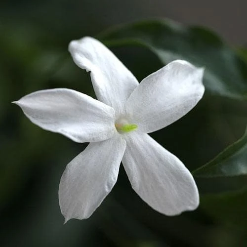Jasminum Officinale 3 Jasminum Officinale - Image 3