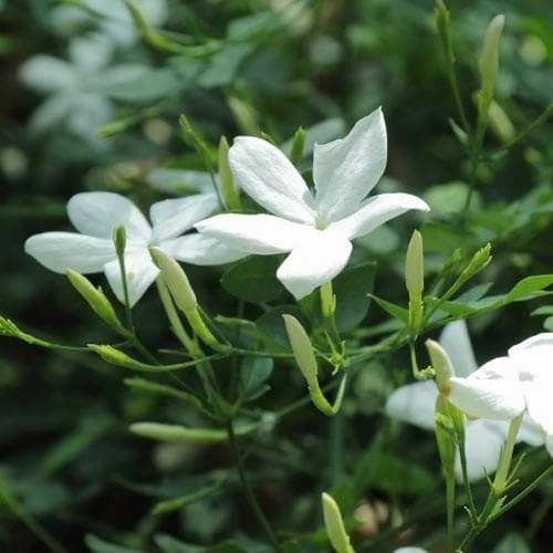 Jasminum Officinale 6 Jasminum Officinale - Image 6