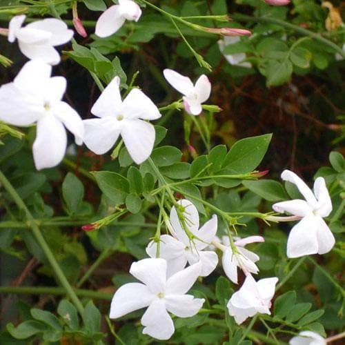 Jasminum Officinale 7 Jasminum Officinale - Image 7