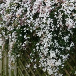 Jasminum Officinale 15 Jasminum Officinale -Future Forests Jasminum officinale 08