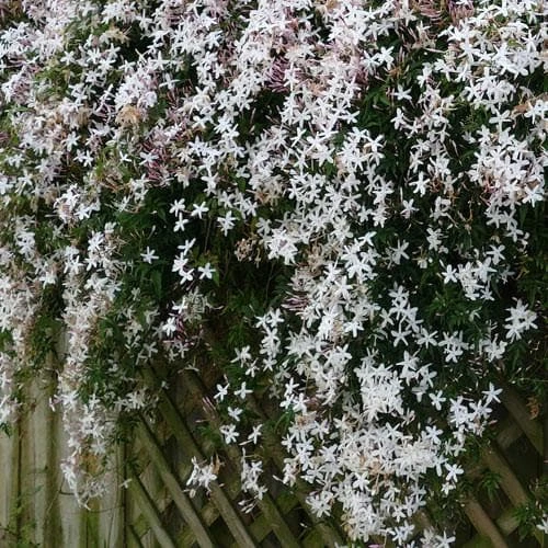 Jasminum Officinale 8 Jasminum Officinale - Image 8