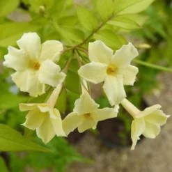 Jasminum Officianale Clotted Cream -Future Forests Jasminum officinale Clotted Cream 02