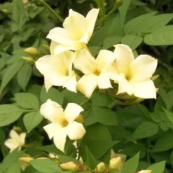 Jasminum Officianale Clotted Cream -Future Forests Jasminum officinale Clotted Cream 04
