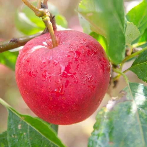 Apple Katy 2 Apple Katy - Image 2