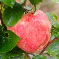 Apple Katy 8 Apple Katy -Future Forests Katie02