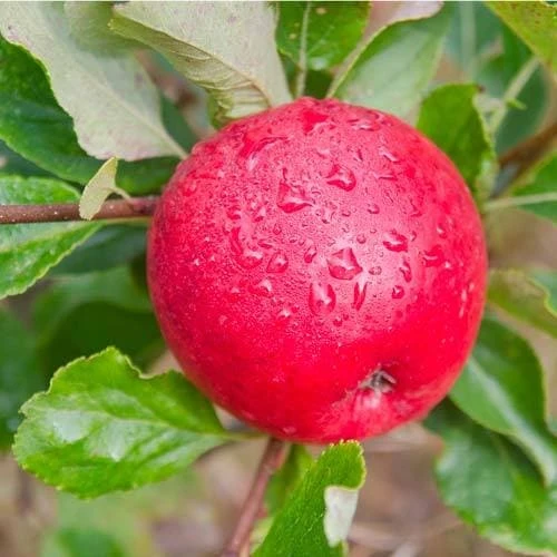 Apple Katy 5 Apple Katy - Image 5