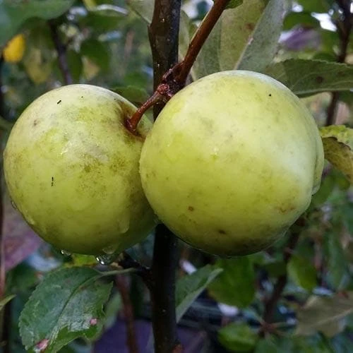 Apple Keegan’s Crab 2 Apple Keegan’s Crab - Image 2