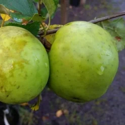 Apple Keegan’s Crab 5 Apple Keegan’s Crab -Future Forests Keegans Crab 2