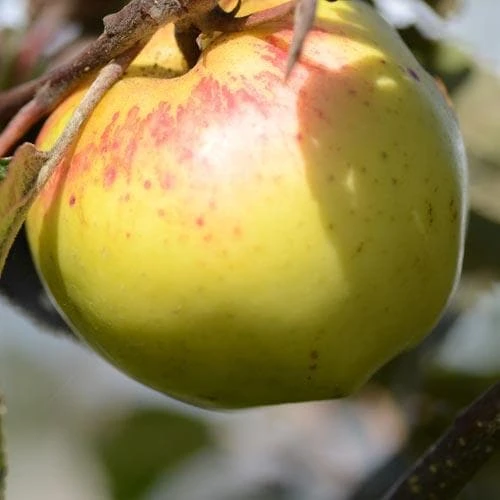 Apple Kemp 2 Apple Kemp - Image 2