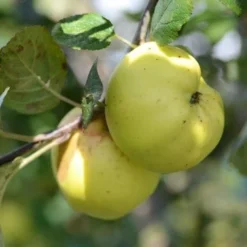 Apple Kemp 7 Apple Kemp -Future Forests Kemp A03