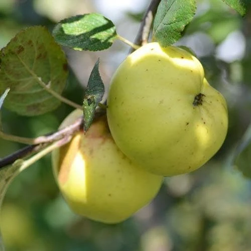 Apple Kemp 4 Apple Kemp - Image 4