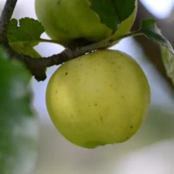 Apple Kemp 6 Apple Kemp -Future Forests Kemp A05