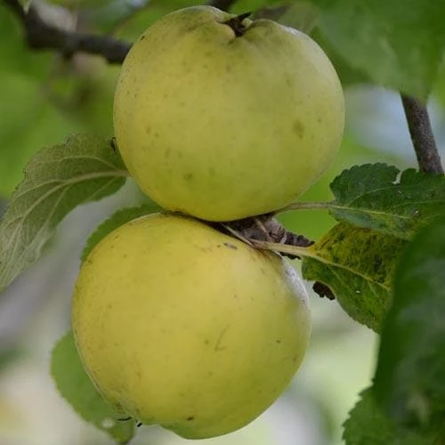 Apple Kemp 1 Apple Kemp