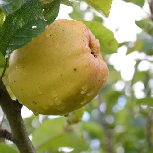 Apple Keswick Codlin 2 Apple Keswick Codlin - Image 2