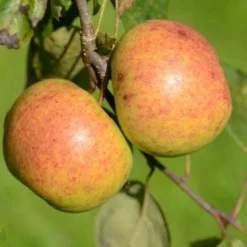 Apple Kilkenny Pearmain -Future Forests Kilkenny Pearmain A02