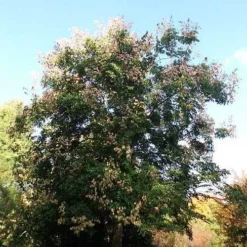 Koelreuteria Bipinnata - Chinese Flame Tree -Future Forests Koelreuteria bipinata 03