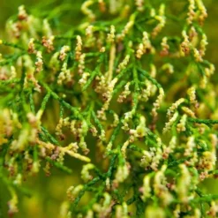 Lagarostrobos Franklinii - Huon Pine 7 Lagarostrobos Franklinii - Huon Pine -Future Forests Lagarostrobos franklinii 04