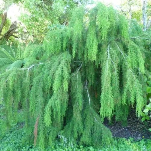 Lagarostrobos Franklinii - Huon Pine 1 Lagarostrobos Franklinii - Huon Pine