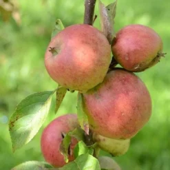 Apple Laxton Superb -Future Forests Laxton s Superb A02