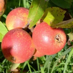 Apple Laxton Superb -Future Forests Laxton s Superb A03