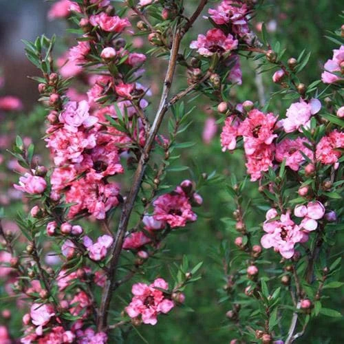 Leptospermum Scoparium Coral Candy 1 Leptospermum Scoparium Coral Candy