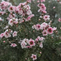 Leptospermum Scoparium Coral Candy 6 Leptospermum Scoparium Coral Candy -Future Forests Leptospermum Coral Candy 03